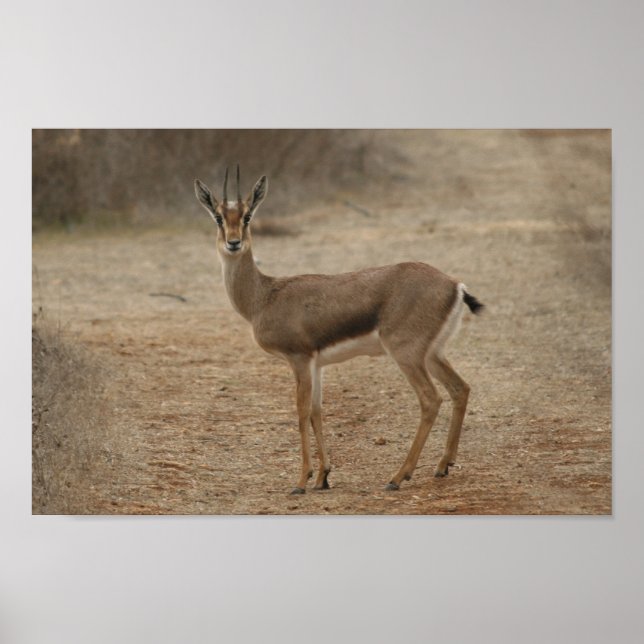 Gazelle Poster (Vorne)