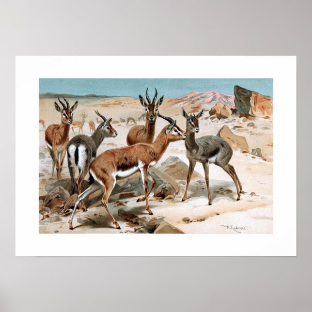 Gazelle Poster (Vorne)