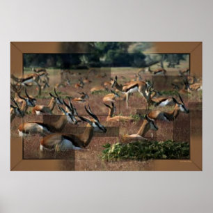 Gazelle Print Poster