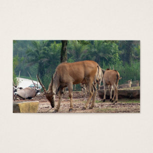 Gazelle, Wildtierzoo,羚.