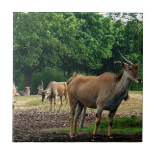 Gazelle, Wildtierzoo,羚. Fliese