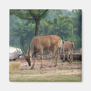 Gazelle, Wildtierzoo,羚. Magnet