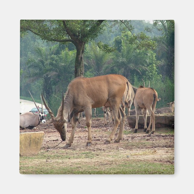 Gazelle, Wildtierzoo,羚. Magnet (Vorne)