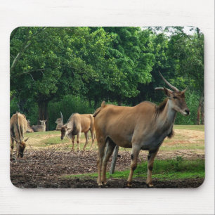 Gazelle, Wildtierzoo,羚. Mousepad