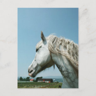 Gazing Dappled Gray Postkarte