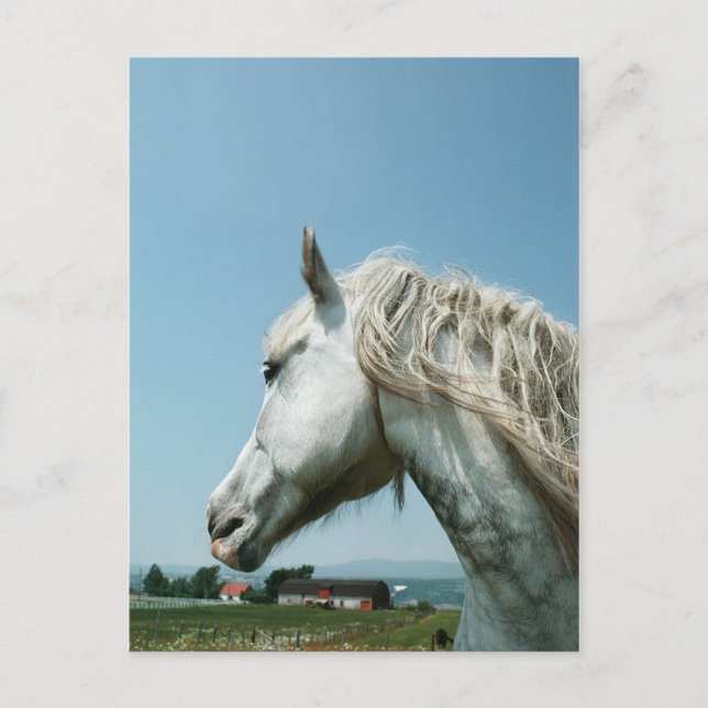 Gazing Dappled Gray Postkarte (Vorderseite)