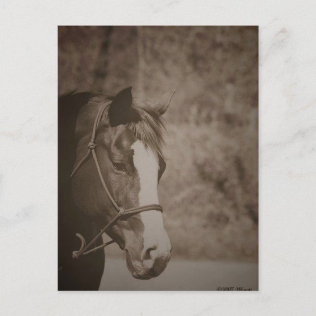 Gazing Mare Postkarte (Vorderseite)