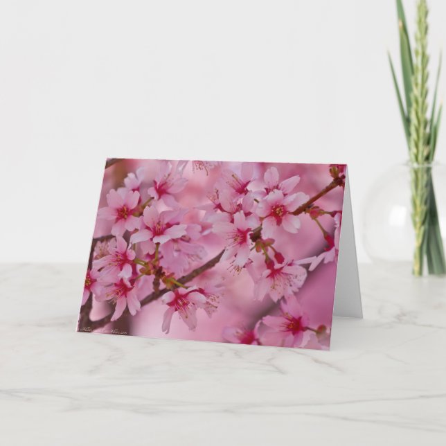 Gebadet in den rosa japanischen Kirschblüten Karte (Vorderseite)