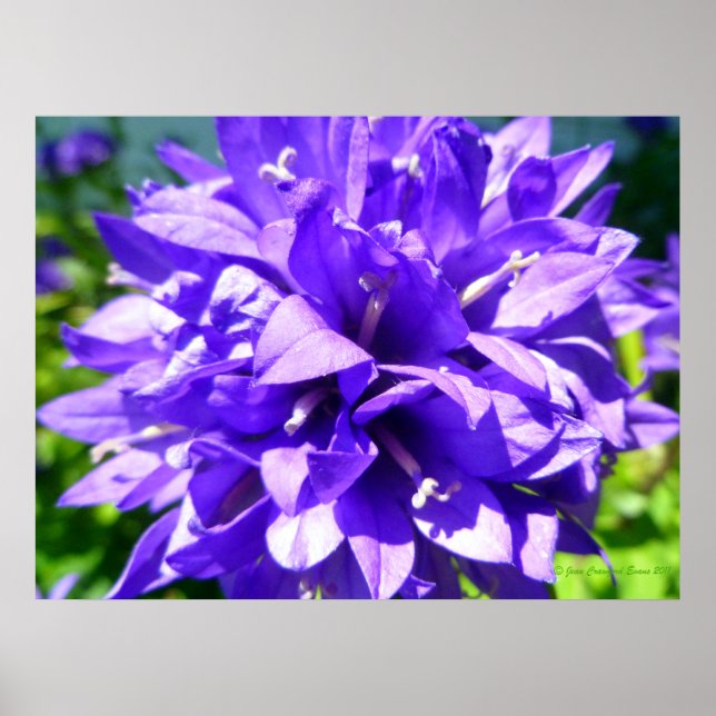 geballte Blume (Campanula glomerata Superba) Poster (Vorne)