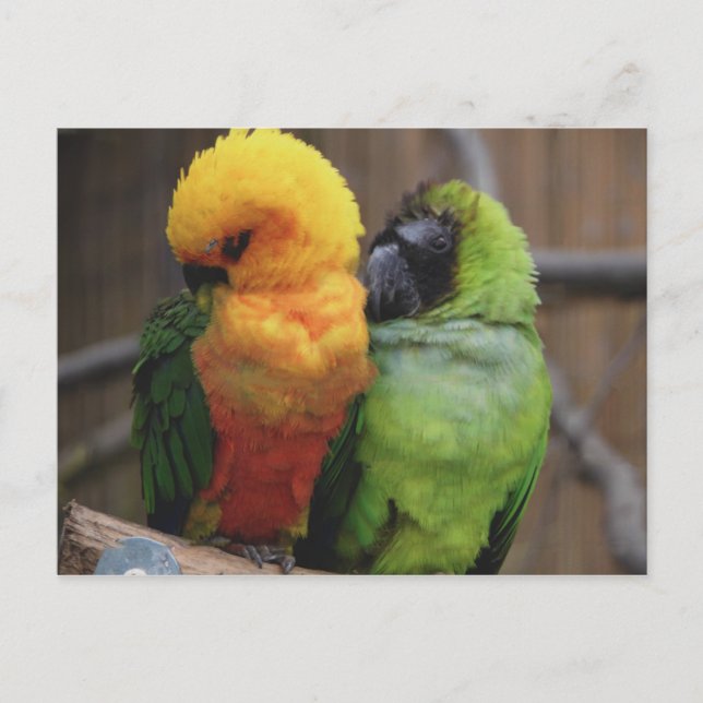 Gebärende Vögel Postkarte (Vorderseite)