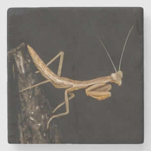 Gebet Mantis Niedliche und gruselige Insektenkunst Steinuntersetzer