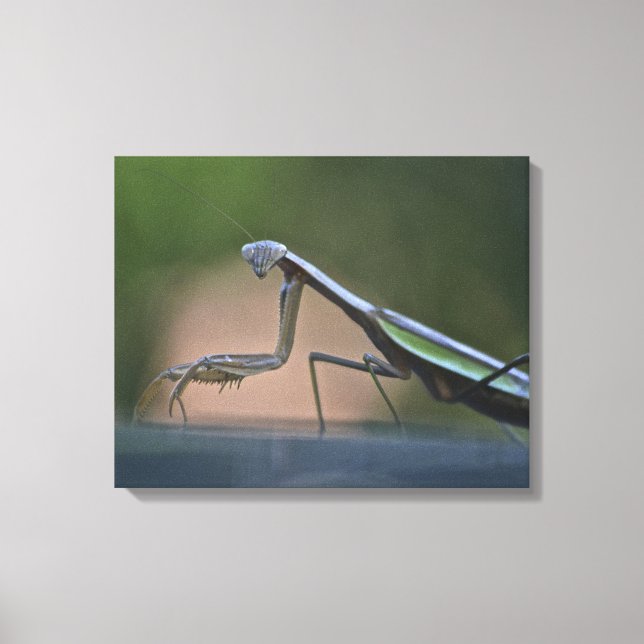 Gebet Mantis Wrapped Canvas Leinwanddruck (Vorderseite)