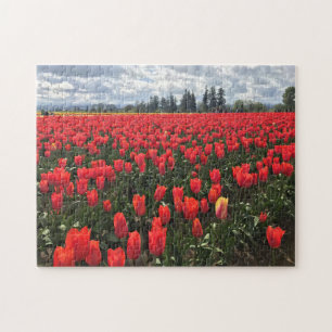 Gebiet Ballerina Tulips, Oregon