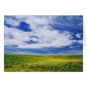 Gebiet der Blume Canola oder Senf, Palouse