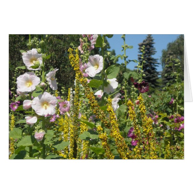 Gebiet der Hollyhocks (Vorderseite (Horizontal))