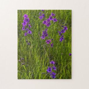 Gebiet der Lila Larkspur-Blume