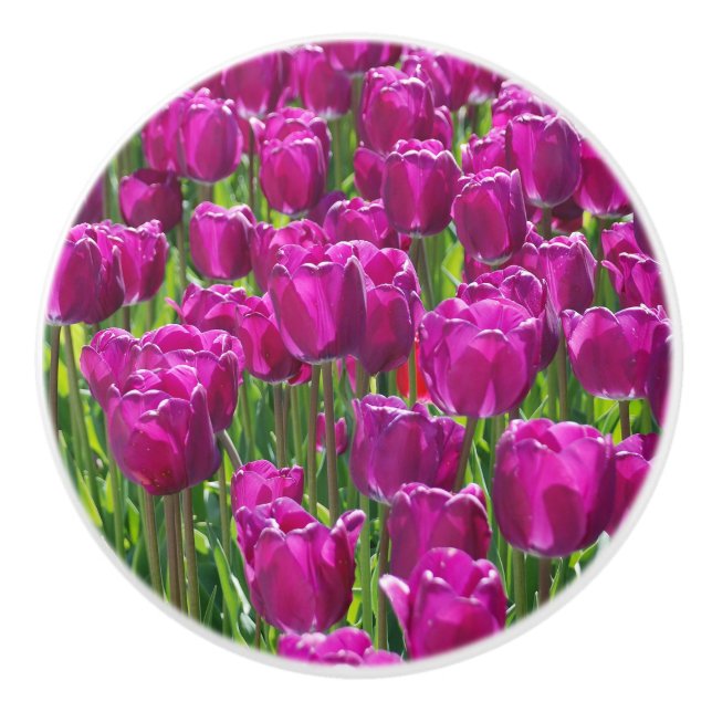 Gebiet der Lila Tulipen Keramikknauf (Vorderseite)