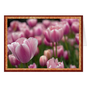 Gebiet der rosa Tulpen
