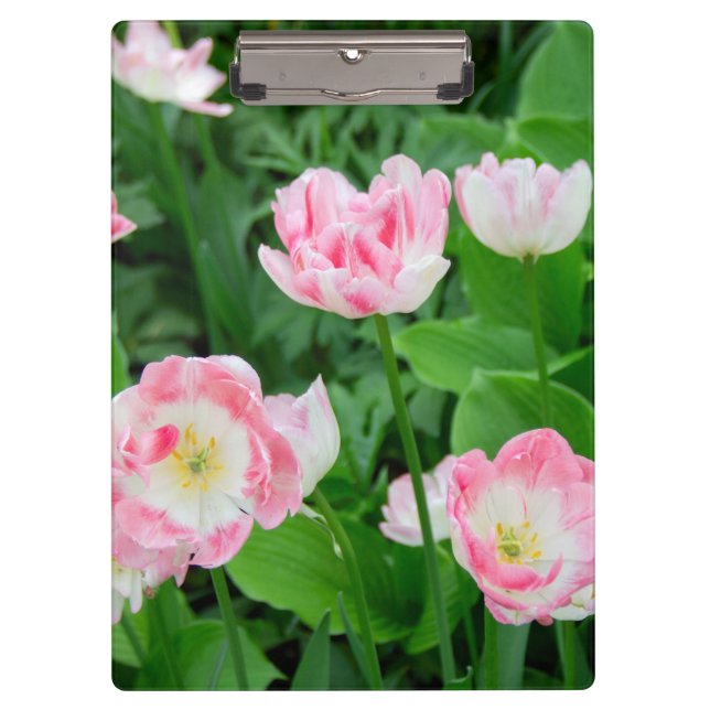 Gebiet der rosa Tulpen Klemmbrett (Vorderseite)