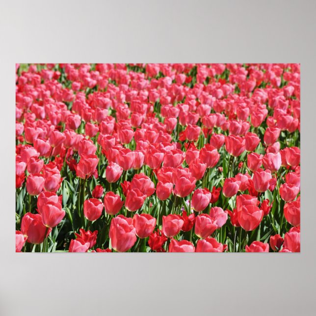 Gebiet der rosa Tulpen Poster (Vorne)