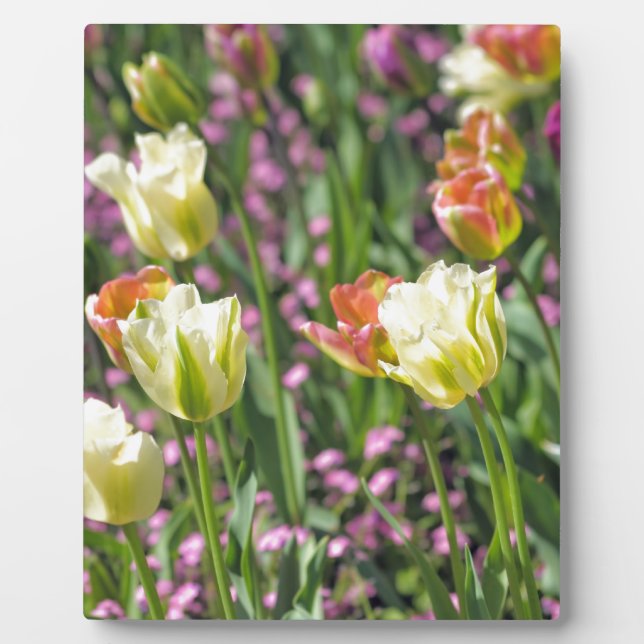 Gebiet der Tulpen Fotoplatte (Vorderseite)