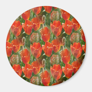 Gebiet der Tulpen...... Magnet