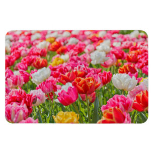 Gebiet des Tulips-Magnet Magnet
