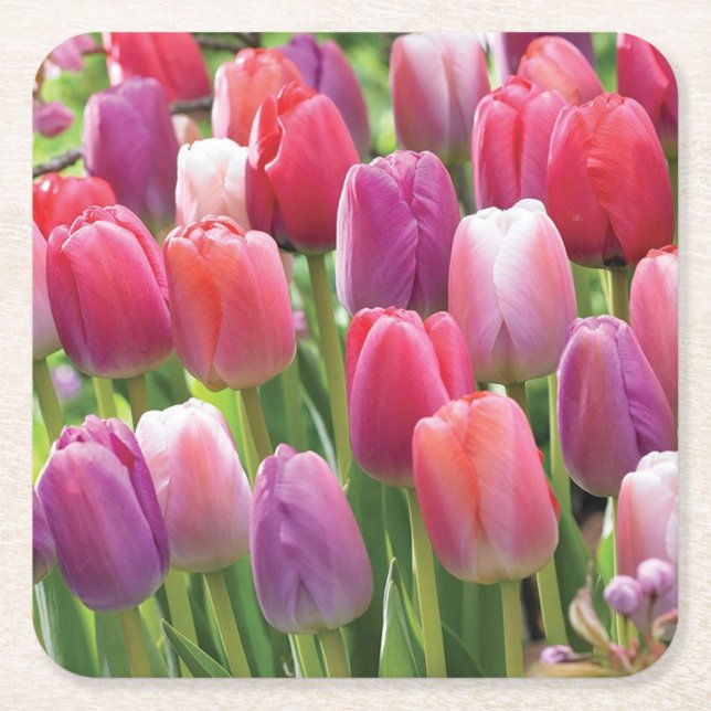 Gebiet des Untersetzer Tulips Set (Vorderseite)