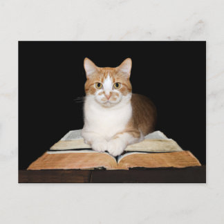Gebildete Katze oder Bibliothekarin Postkarte
