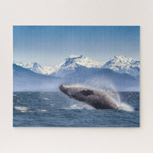 Gebirge Breaching Whale Glacier Bay, Alaska