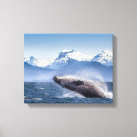Gebirge | Breaching Whale Glacier Bay, Alaska