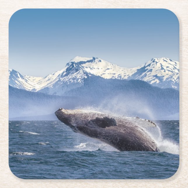 Gebirge | Breaching Whale Glacier Bay, Alaska Rechteckiger Pappuntersetzer (Vorderseite)