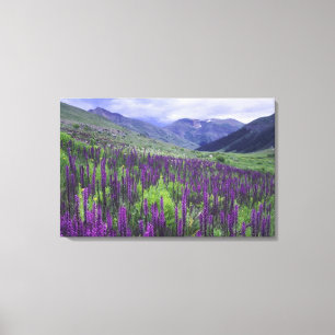 Gebirge und Wildblumen auf Almwiesen, 2 Leinwanddruck
