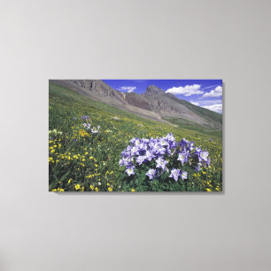 Gebirge und Wildblumen auf der Alm, blau Leinwanddruck