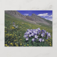 Gebirge und Wildblumen auf der Alm, blau