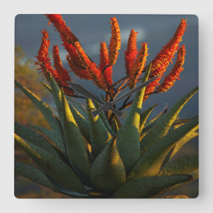 Gebirgsaloe (Aloe Marlothii Berger) Quadratische Wanduhr