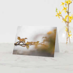 Gebirgsasch Branchlet Foto Karte