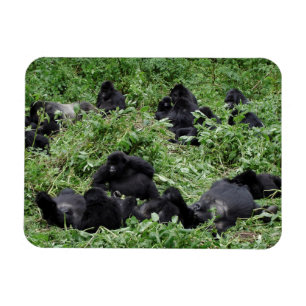 Gebirgsgorilla-Gruppenrechteck-Fotomagnet Magnet