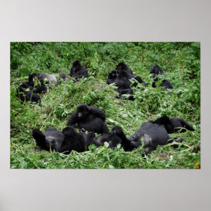Gebirgsgorilla-Poster Poster