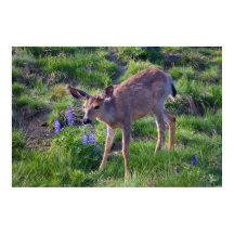 Gebirgshirsch und Lupine Print