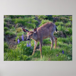 Gebirgshirsch und Lupine Print Poster