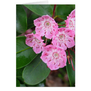 Gebirgslorbeer-Blumen
