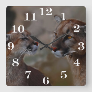 Gebirgslöwen in der Liebe Quadratische Wanduhr