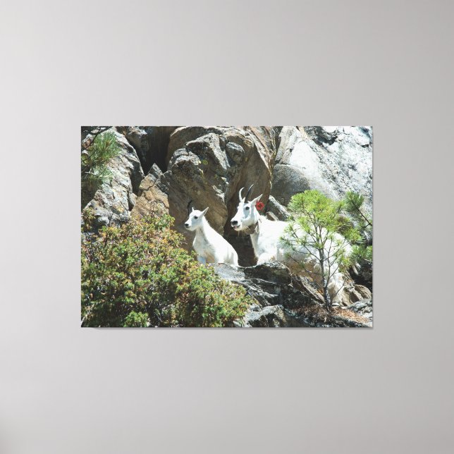 Gebirgsziege und Kind - Tier-Fotografie Leinwanddruck (Vorderseite)