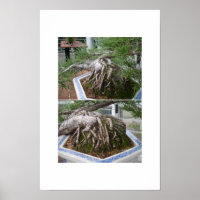 gebogene Bonsai