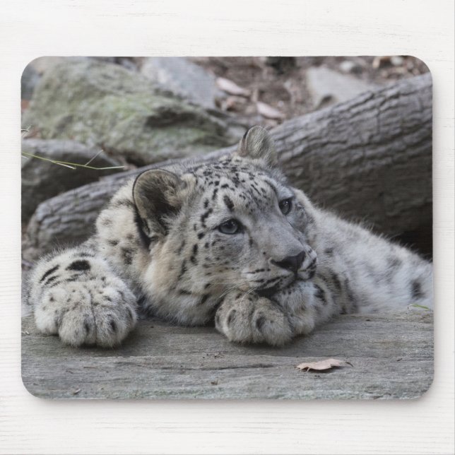 Gebohrter Schnee-Leopard CUB Mousepad (Vorne)