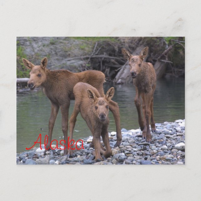 Geboren in Alaska Postkarte (Vorderseite)