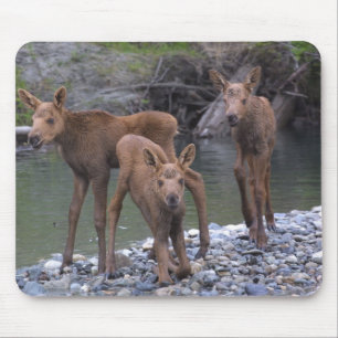 Geborenes n angehoben in Talkeetna, Alaska Mousepad