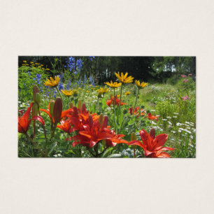 Gebrannte orange Lilien wild u. Gloriosa