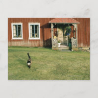 Gebrotes Haus mit einer Katze auf dem Rasen.